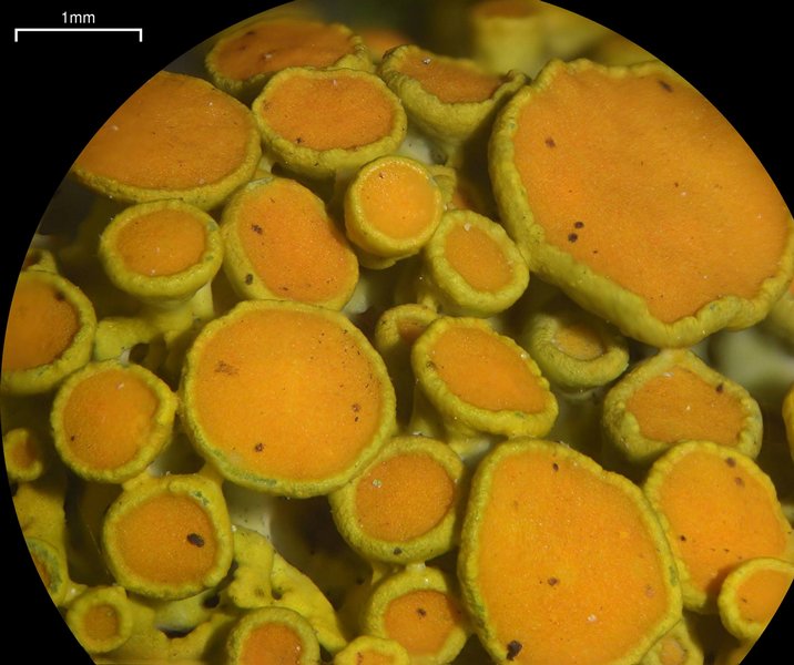 Xanthoria hasseana