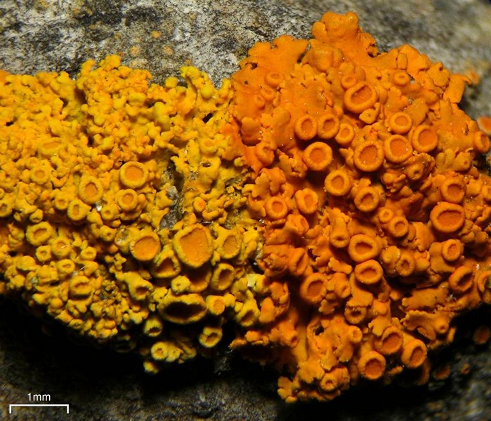 Xanthoria hasseana