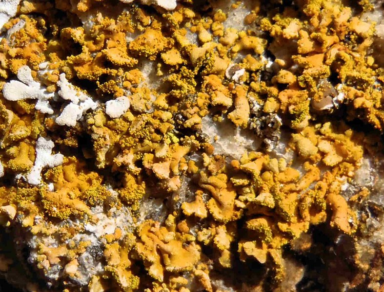 Xanthoria mendozae