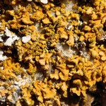 Xanthoria mendozae