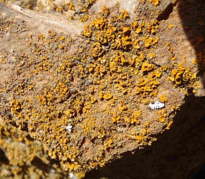 Xanthoria mendozae