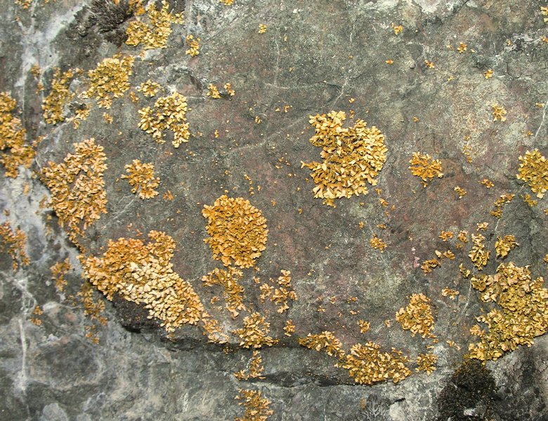 Xanthoria mendozae