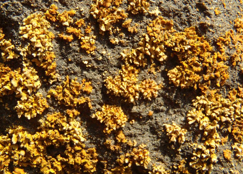 Xanthoria mendozae