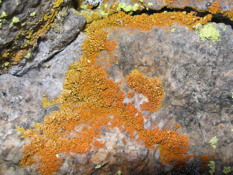 Xanthoria mendozae