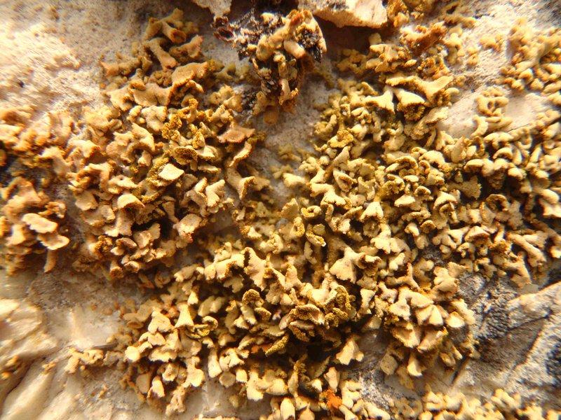 Xanthoria mendozae