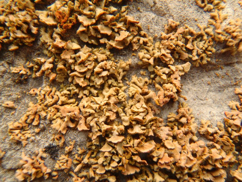 Xanthoria mendozae