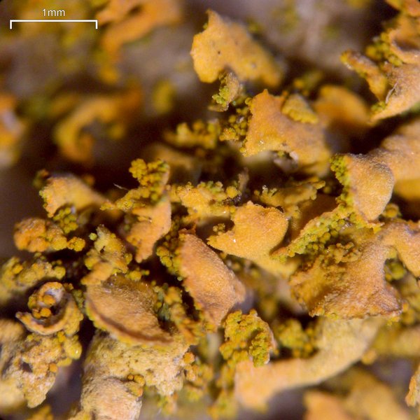 Xanthoria mendozae