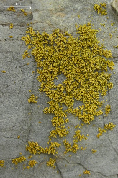 Xanthoria mendozae