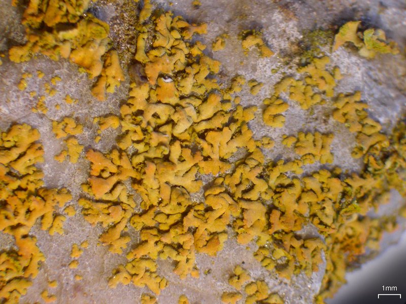 Xanthoria mendozae