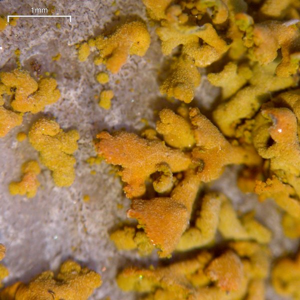 Xanthoria mendozae