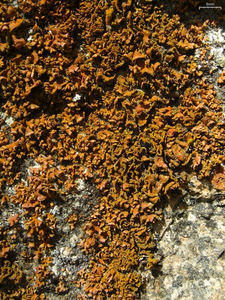 Xanthoria mendozae