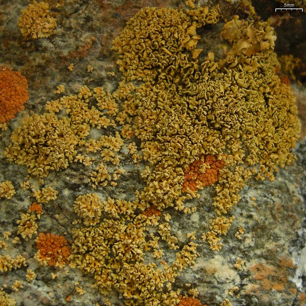Xanthoria mendozae