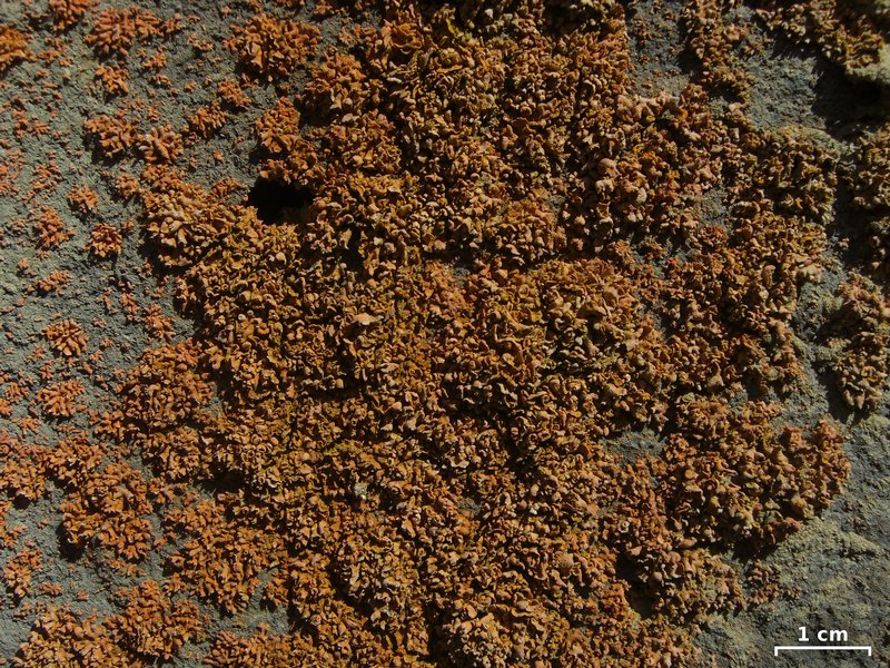 Xanthoria mendozae