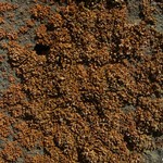 Xanthoria mendozae