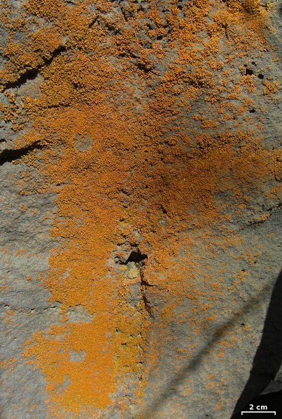 Xanthoria mendozae