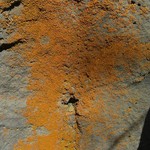 Xanthoria mendozae