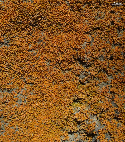 Xanthoria mendozae