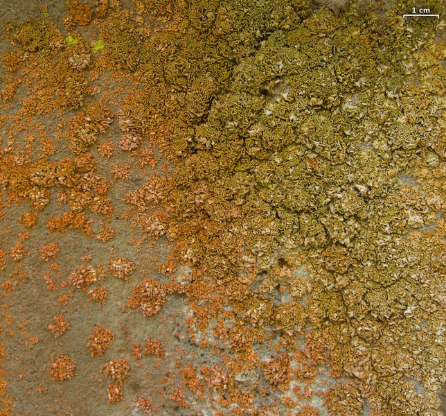 Xanthoria mendozae