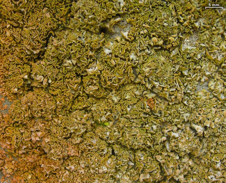 Xanthoria mendozae