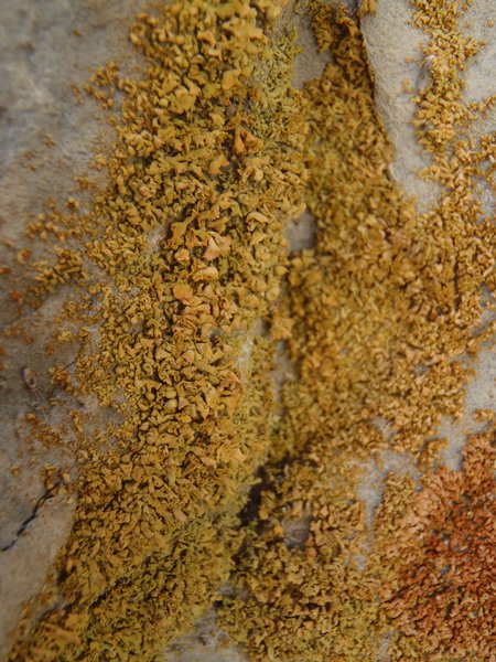 Xanthoria mendozae