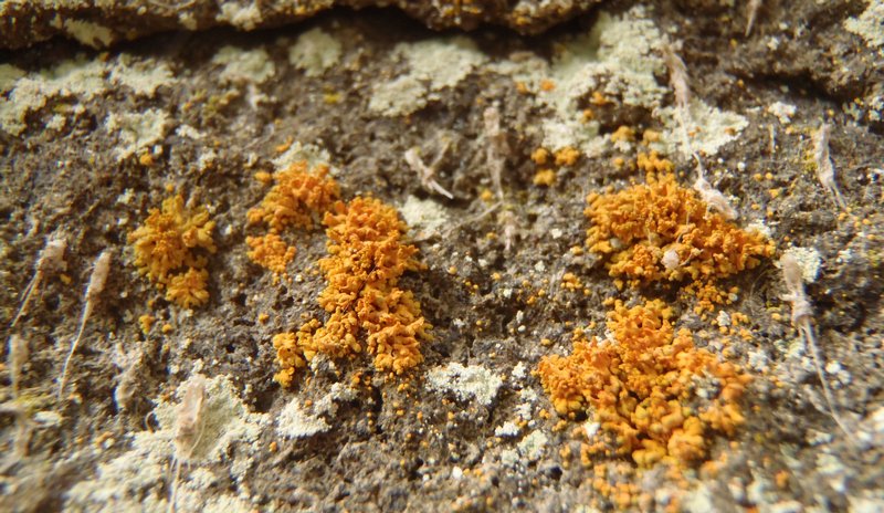Xanthoria mendozae