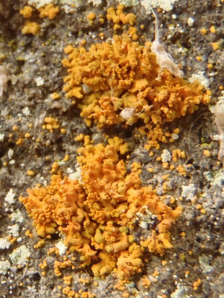 Xanthoria mendozae