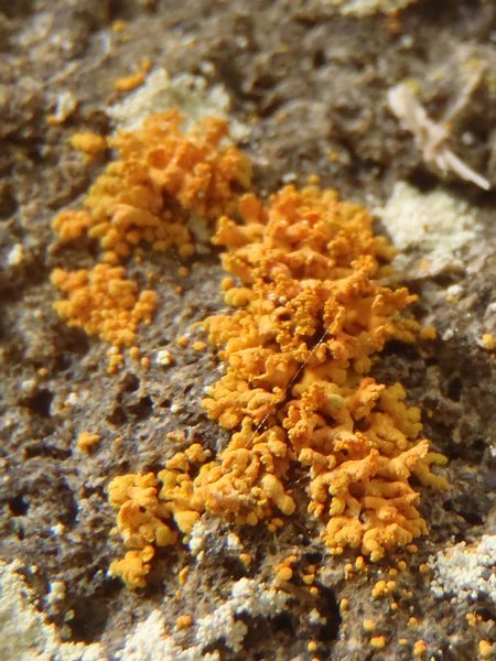 Xanthoria mendozae