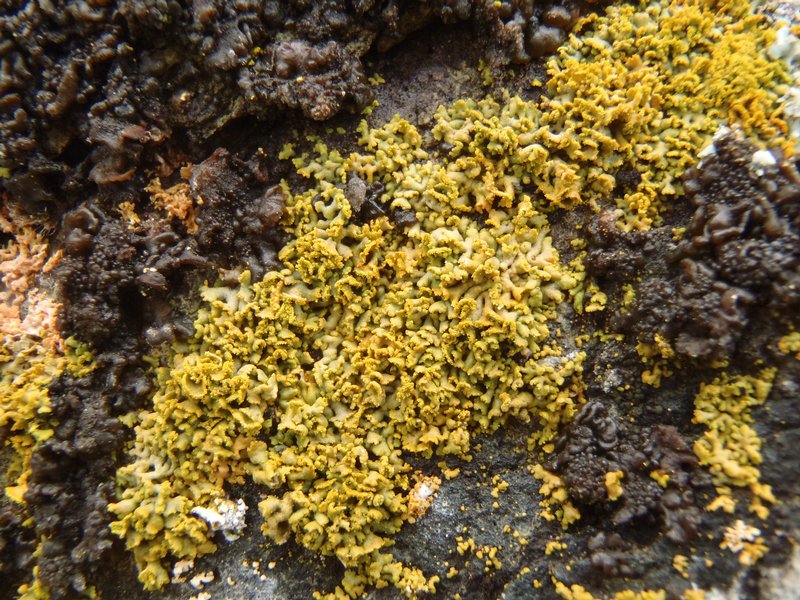 Xanthoria mendozae