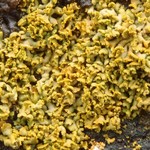 Xanthoria mendozae