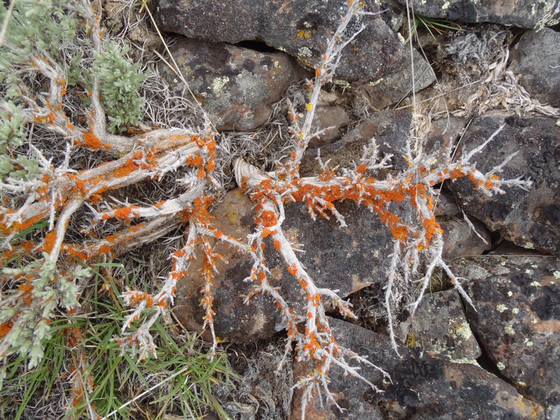Xanthoria montana