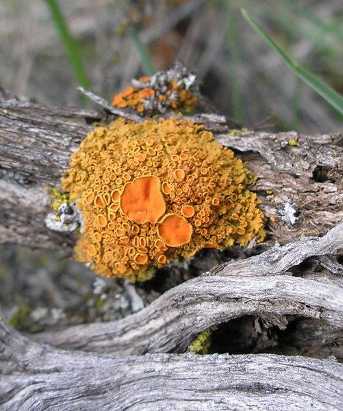 Xanthoria montana