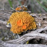 Xanthoria montana