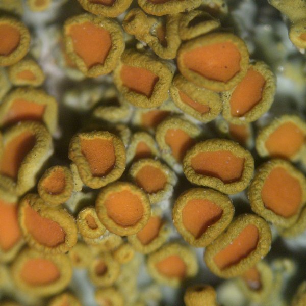 Xanthoria montana