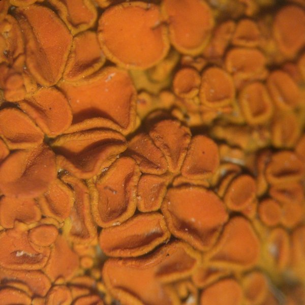 Xanthoria montana