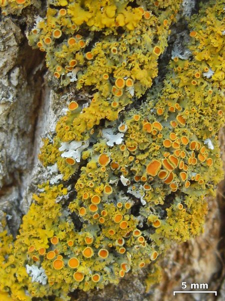 Xanthoria montana