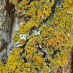 Xanthoria montana