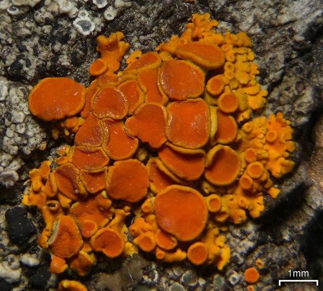 Xanthoria montana