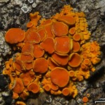 Xanthoria montana
