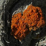 Xanthoria montana