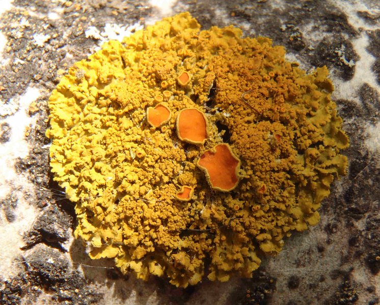 Xanthoria montana