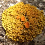 Xanthoria montana