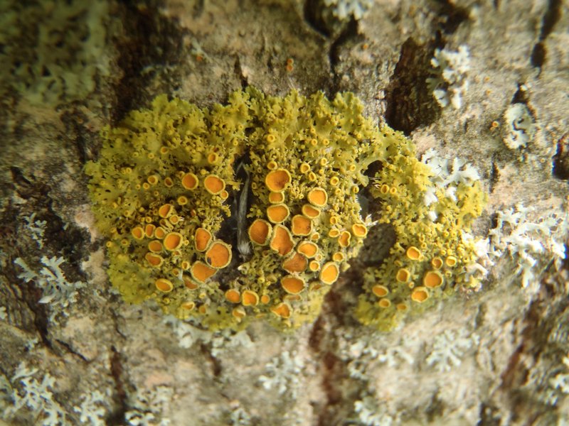 Xanthoria montana