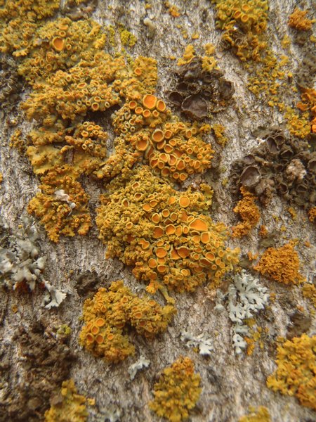Xanthoria montana