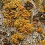 Xanthoria montana