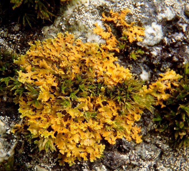 Xanthoria oregana