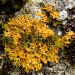 Xanthoria oregana