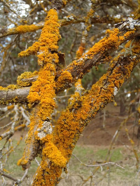 Xanthoria oregana