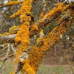 Xanthoria oregana