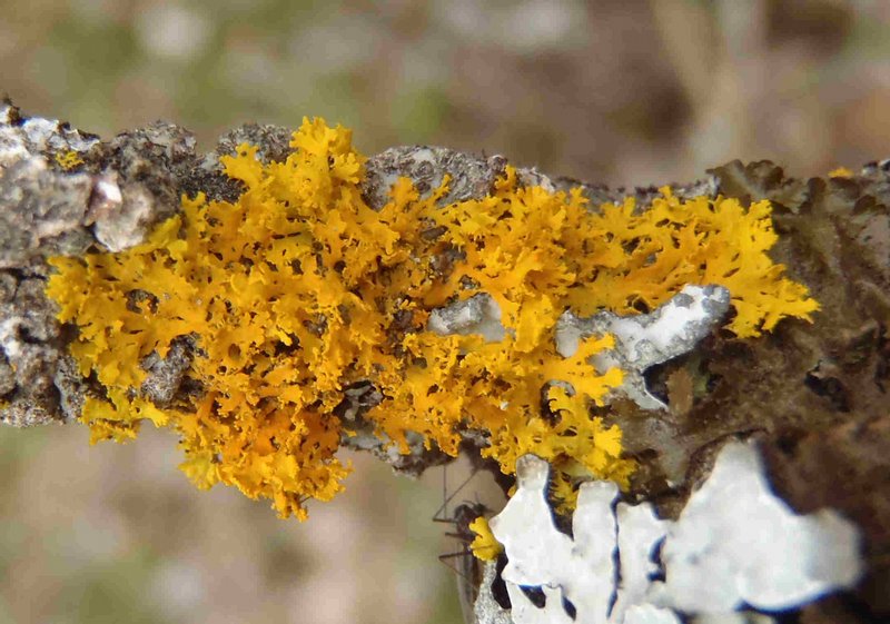 Xanthoria oregana