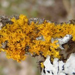Xanthoria oregana